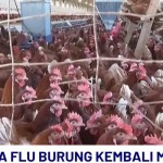 Flu Burung-1735869338