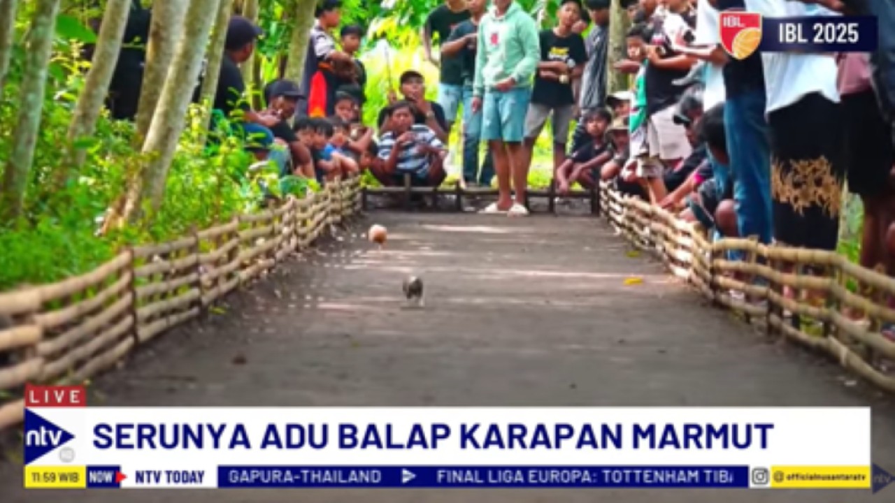 Balap karapan marmut di Lumajang