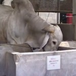 sapi-1747220547