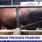 sapi-1747810112