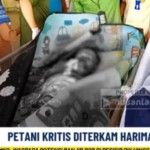harimau-1750924744