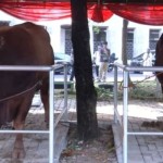 Sapi-1779778681