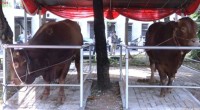 Sapi-1779778681