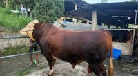 Sapi-1779782687