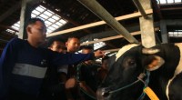Sapi-1779878464