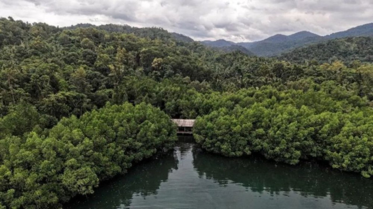 Ilustrasi - Foto udara kawasan hutan mangrove di Desa Waworaha, Kabupaten Konawe, Sulawesi Tenggara, Senin (23/3/2026). (Foto: Antara)